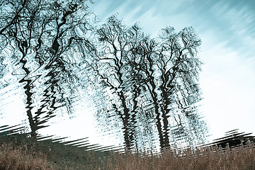 Image showing nature trees water surface reflection