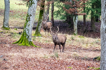 Image showing stag in the forest