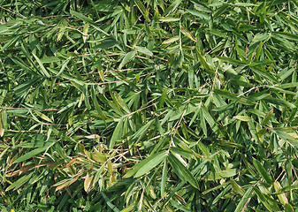 Image showing green bamboo leaves texture background