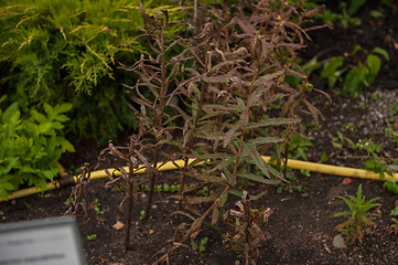 Image showing Ripe Willow-herb meadow