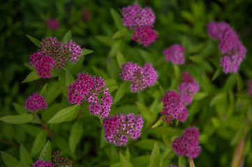 Image showing Blooming Willow-herb meadow