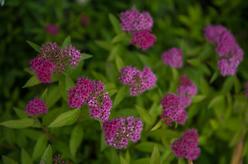 Image showing Blooming Willow-herb meadow