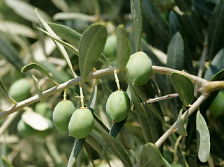 Image showing Olive tree