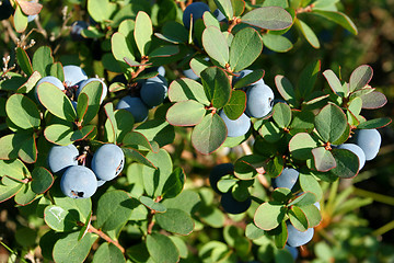 Image showing Blueberries.