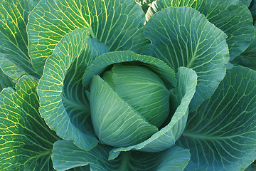 Image showing Cabbage.