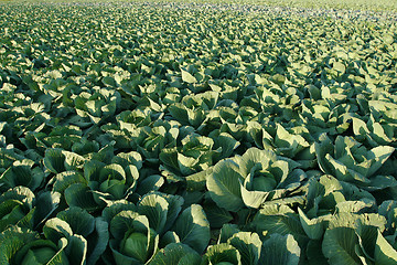 Image showing Cabbages.