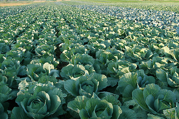 Image showing Cabbages.