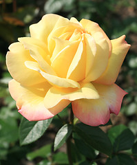 Image showing Yellow rose