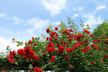 Image showing Red roses