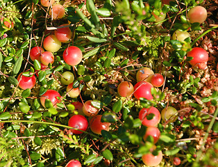Image showing Cranberry.