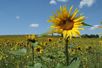 Image showing Sunflower