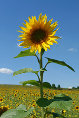 Image showing Sunflower.