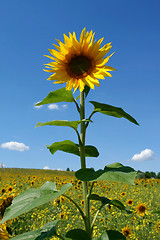 Image showing Sunflower.