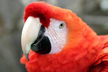 Image showing Scarlet Macaw