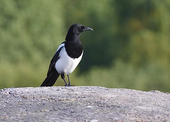 Image showing Magpie. 