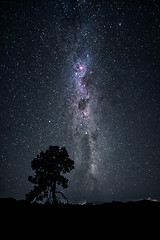 Image showing tree under the milky way night sky New Zealand February