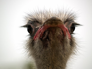 Image showing Ostrich head