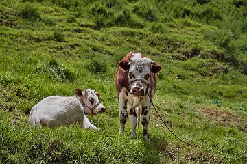 Image showing Cow on a pasture