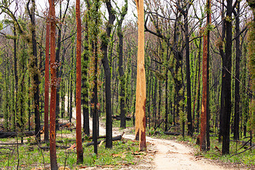 Image showing Australian bush land recovering after bush fires