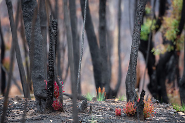 Image showing Trees and plants start to recover after bush fires in Australia