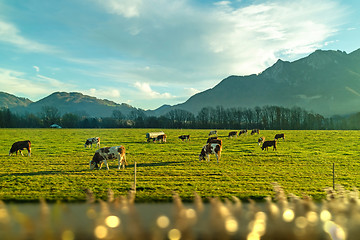 Image showing A lot of cows are grazing in the meadow in a spring day.