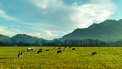 Image showing Landscape with cows on a green pasture in a spring day.