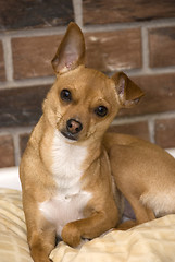 Image showing Chihuahua Portrait