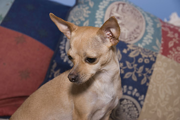 Image showing Chihuahua  Portrait