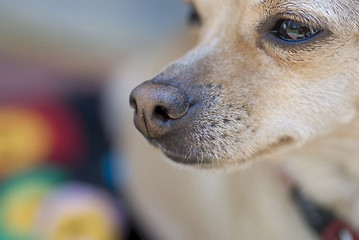 Image showing Chihuahua's Nose