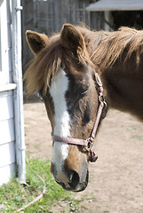 Image showing Old Horse
