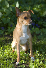 Image showing Chihuahua