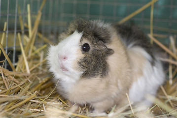 Image showing Guinea Pig