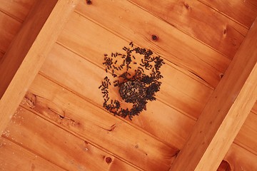 Image showing Insect nest under roof, small wasps