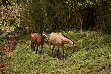 Image showing Horse grazing on a field