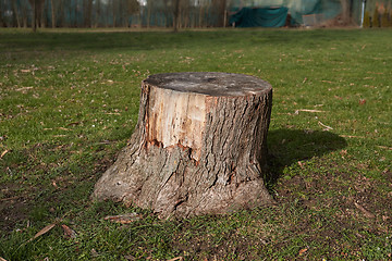 Image showing Stump of a chopped tree