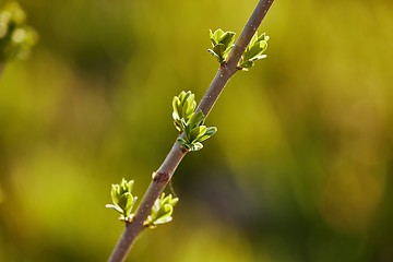 Image showing Buds emerging in spring