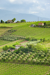 Image showing houses vine and olive trees