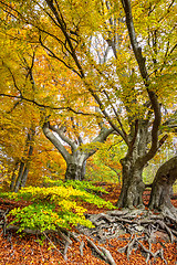 Image showing view of autumn trees with yellow leaves on branches