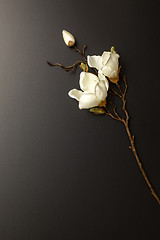 Image showing a magnolia flowers on a black background