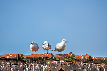 Image showing three seagulls on the roof