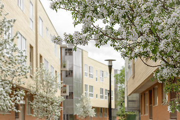 Image showing Street with blooming cherry trees