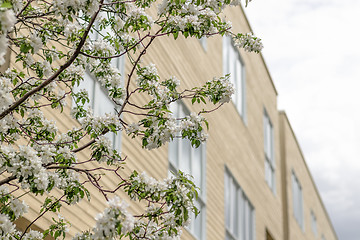 Image showing Blooming tree and facade of a modern building