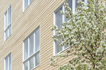 Image showing Windows of a modern building and blooming tree