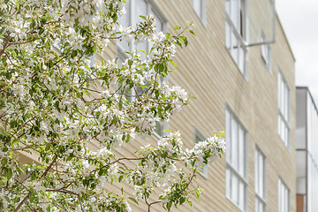 Image showing Blooming spring trees in front of a modern building
