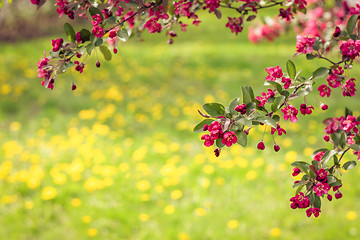 Image showing Dandelion lawn and pink apple tree blossom