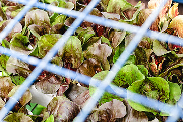 Image showing Green and red lettuce at the vegetable market