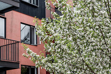 Image showing Blooming tree in front of a pink and black building