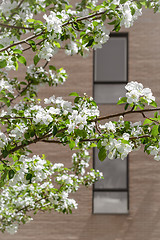 Image showing White blooming tree in front of a brick building