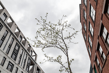 Image showing Young tree growing between stone urban buildings