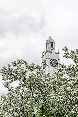 Image showing Clock tower behind blooming apple trees